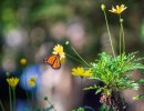 Monarch Butterflies on Track to Receive Federal Protection by 2030